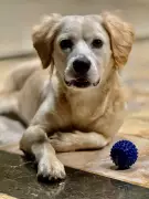 São Paulo registra aumento de 11% em castrações gratuitas de cães e gatos em 2025