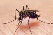São Paulo registra primeira morte por dengue em 2026; Brasil soma 11 mil casos