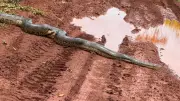 Sucuri de 4 metros atravessa estrada rural em Canápolis, MG