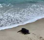 Tartaruga-verde reabilitada retorna ao mar em ação ambiental em Saquarema