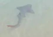 Tubarão-lixa ameaçado é filmado em águas rasas da Praia de Ponta Negra, Natal