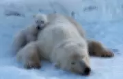 Ursos polares na Noruega ganham peso com aquecimento global, mas futuro é incerto