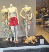 Vira-lata 'caramelo' dorme em vitrine com ar-condicionado para fugir do calor em Mogi