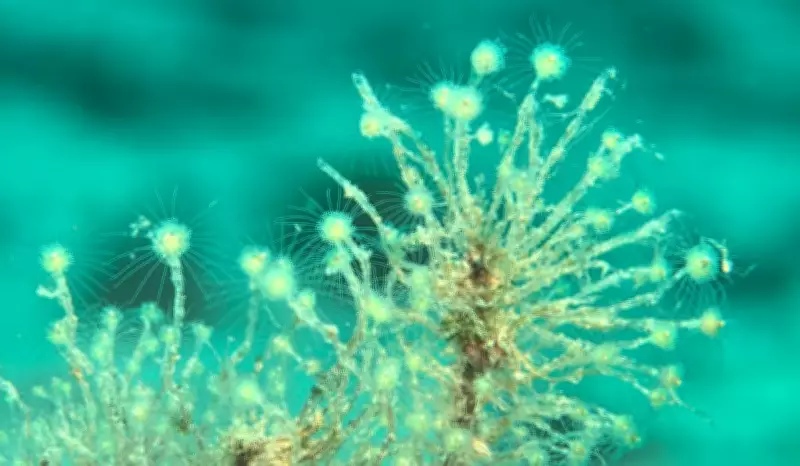 Acidificação dos Oceanos Atinge Nível Crítico e Ameaça a Vida Marinha Globalmente