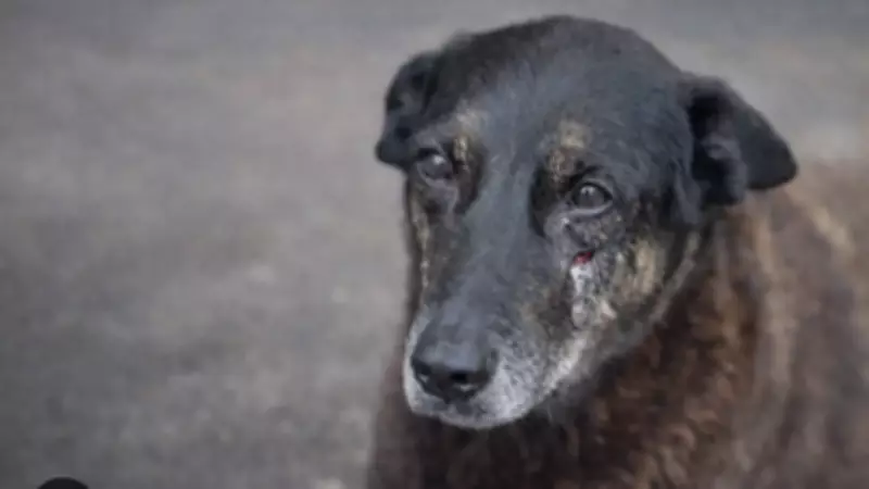 Advogado de suspeitos no caso do cão Orelha pede celeridade e justiça proporcional