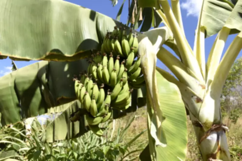 Agricultura familiar no Piauí: renda aumenta 131% com políticas públicas