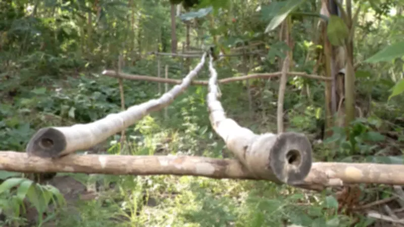 Agrofloresta no Maranhão: Sistema Sustentável Concilia Fruticultura e Preservação Ambiental