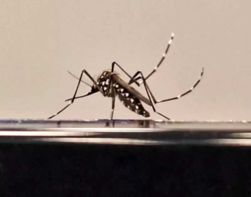 Amazonas registra 1.824 casos suspeitos de arboviroses; dengue lidera com 222 confirmações