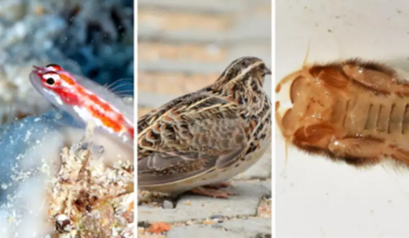 Animais com vidas ultrarrápidas: do camaleão que vive mais no ovo à efêmera de 5 minutos