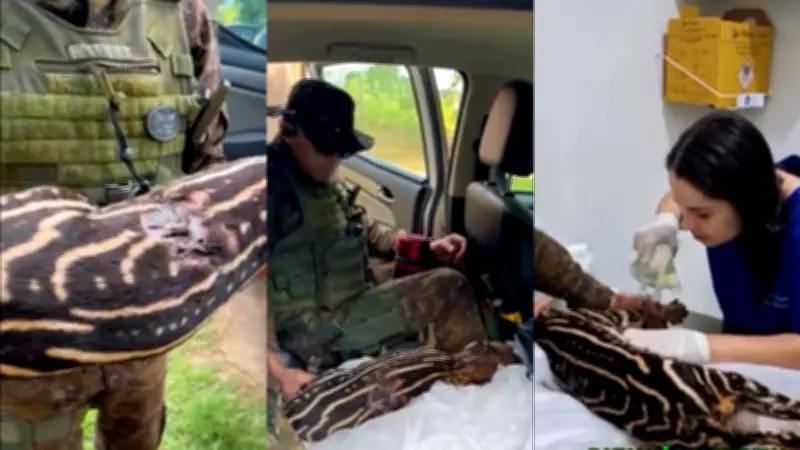 Anta ferida é socorrida após ataque de predador em área rural de Rondônia