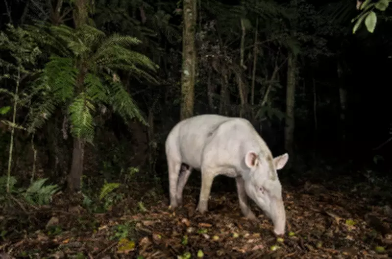 Antas brancas raras despertam estudos e mitos na Mata Atlântica de São Paulo