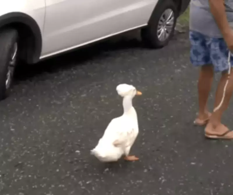 Aposentado de SC cria laço inusitado com marreco presenteado pela bisneta