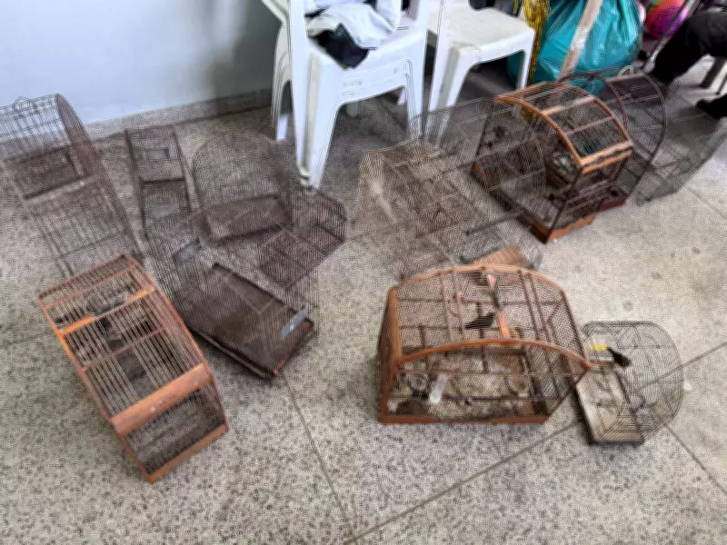 Apreensão de pássaros silvestres em cativeiro irregular gera multa em Barra Mansa