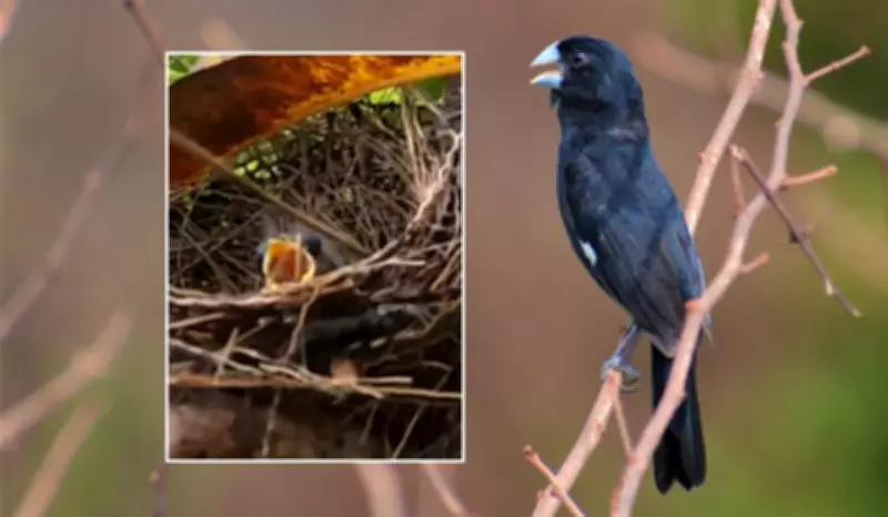 Após 7 anos, bicudo nasce na natureza e é criado por 'mãe solo' em reserva de Minas Gerais