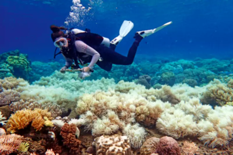 Aquecimento oceânico afeta 80% dos recifes de corais do planeta, alerta estudo global
