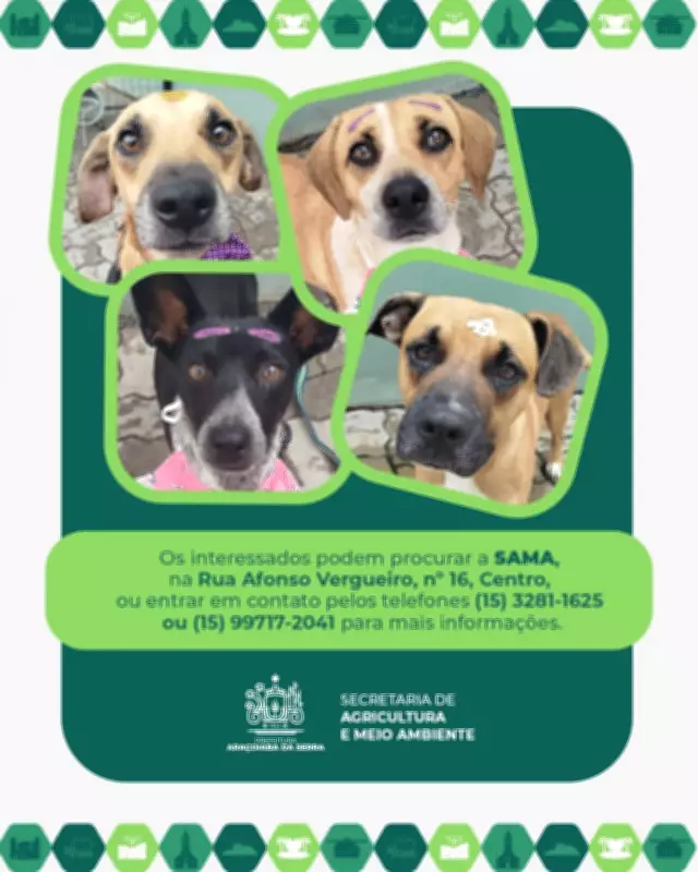 Araçoiaba: Oito cães resgatados de maus-tratos aguardam adoção em novo lar