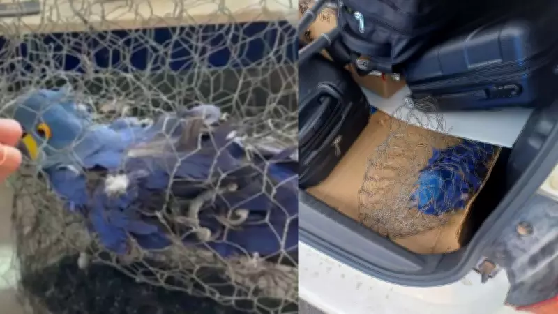 Arara-azul resgatada em mala de carro no Piauí não resiste a maus-tratos e morre