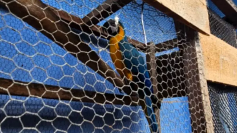 Arara-canindé resgatada de cativeiro ilegal em Macapá após denúncia policial