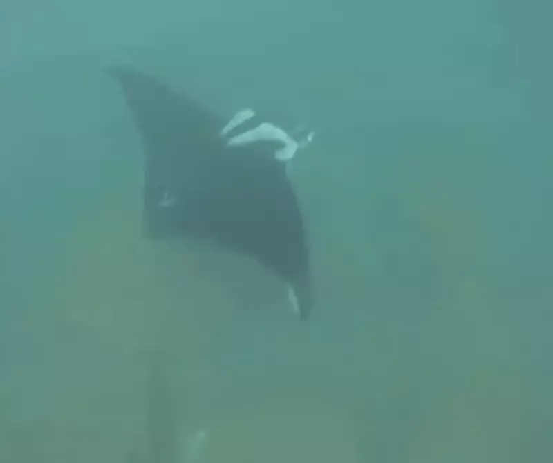 Arraia-manta gigante é avistada em ilha intocada de Santa Catarina durante mergulho