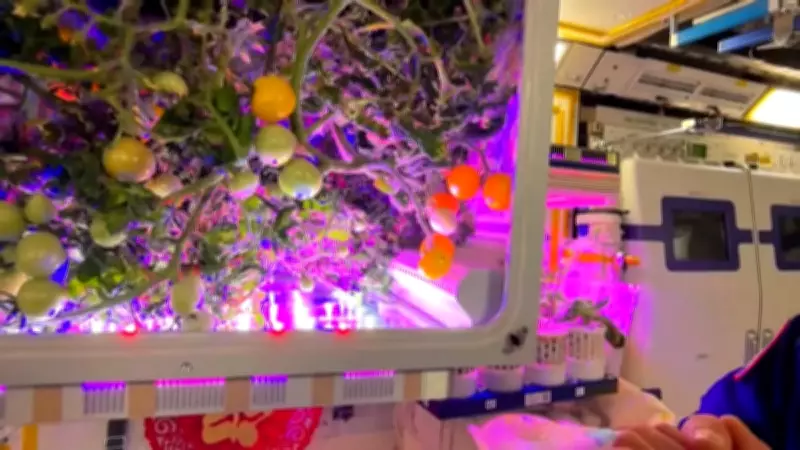 Astronautas chineses cultivam tomates na estação espacial Tiangong para melhorar dieta