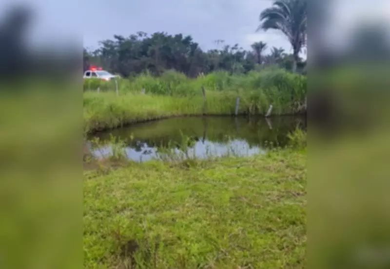 Ataque de Abelhas Mata Idoso de 81 Anos no Tocantins; Outras Duas Vítimas Feridas