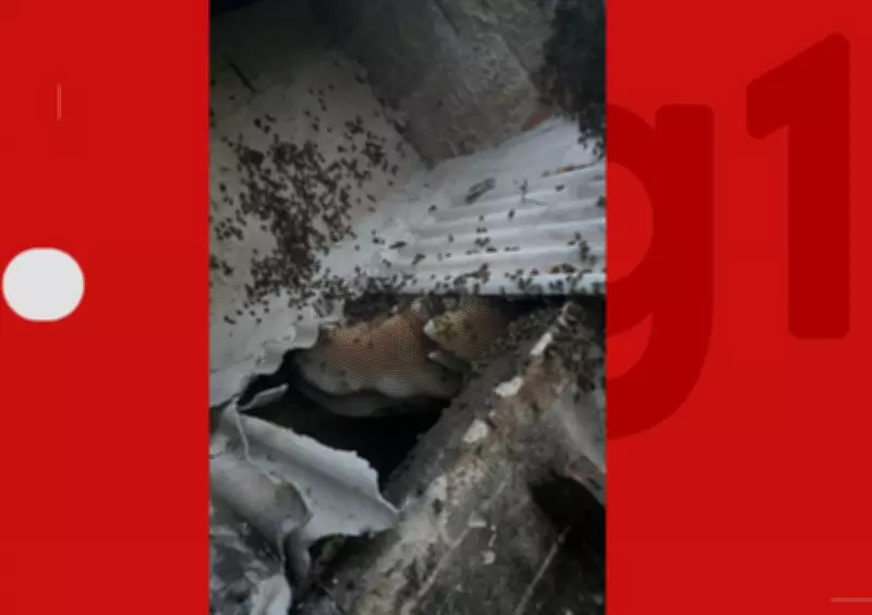 Ataque de abelhas no sul da Bahia mata quatro cachorros e fere duas pessoas