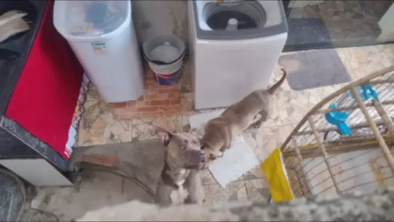 Ataque de Pit Bulls Fere Tutor e Família em Betim, na Grande BH