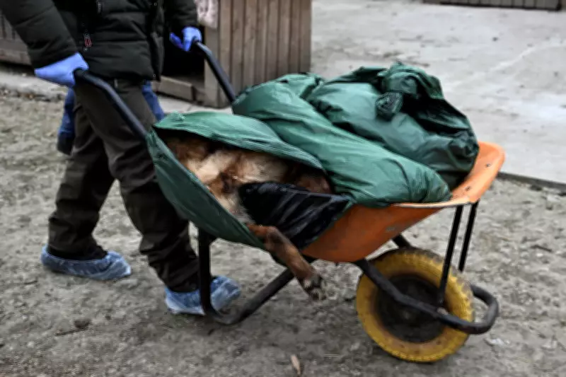 Ataque russo com drone atinge abrigo de animais na Ucrânia: oito cães mortos e funcionária ferida