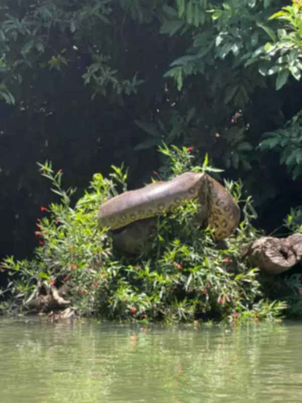 Atletas de canoagem encontram sucuri gigante durante treino em rio de Bonito