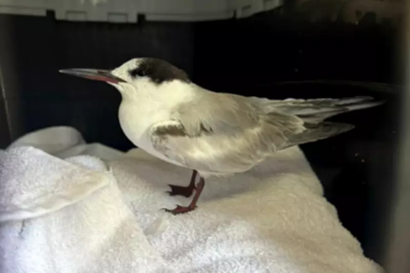 Ave ameaçada de extinção é resgatada debilitada no litoral de Santa Catarina