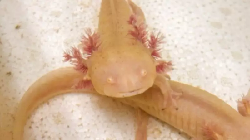 Axolotes apreendidos no RS ganham novo lar no Zoológico de Sapucaia do Sul após operação contra tráfico