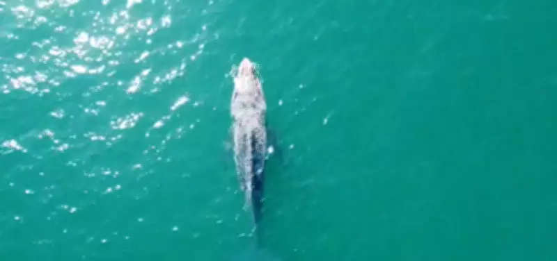Baleia-jubarte juvenil debilitada é monitorada em praia de Ubatuba, SP