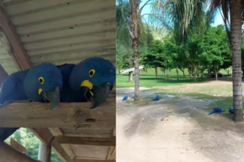 Balneário em Bodoquena é multado em R$ 60,5 mil por exploração de animais silvestres