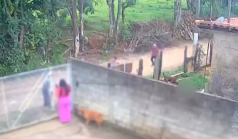 Bebê de 11 meses morre em ataque de pitbull em Socorro, SP; polícia investiga negligência