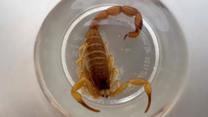 Bebê de oito meses picado por escorpião em Votuporanga; casos aumentam 38% na cidade