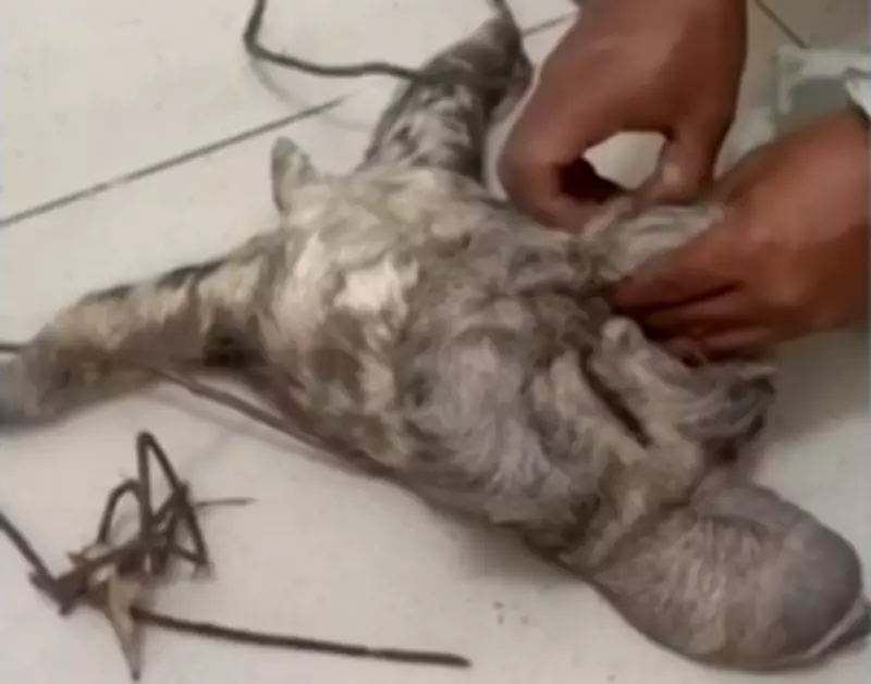 Bicho-preguiça é resgatado após maus-tratos em Muaná, Pará; homem é preso em flagrante