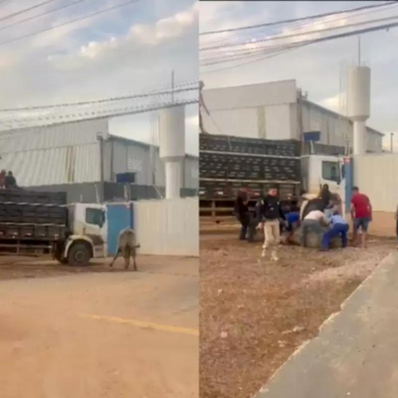 Boi foge de caminhão, invade BR-364 em Porto Velho e morre após captura por estresse