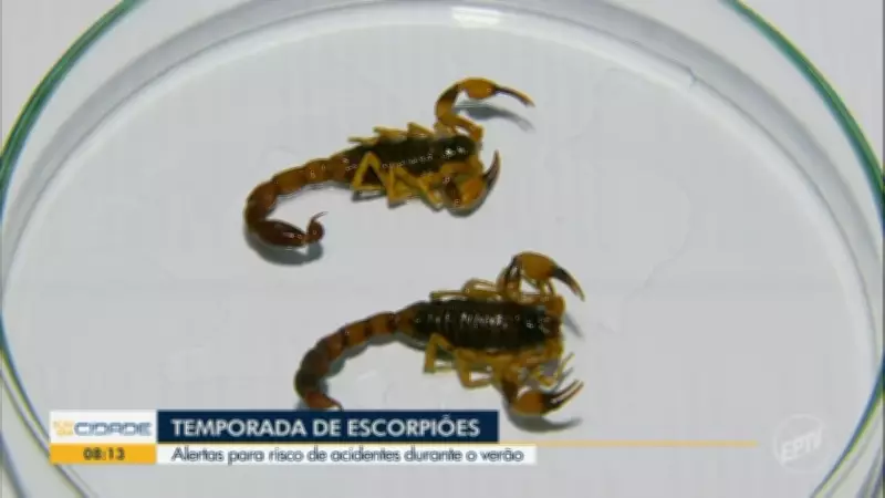 Bom Dia Cidade Sul de Minas apresenta notícias locais nesta quinta-feira, 19 de fevereiro de 2026