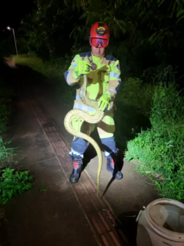 Bombeiros capturam sucuri de 2 metros perto de pista de caminhada em Uberlândia