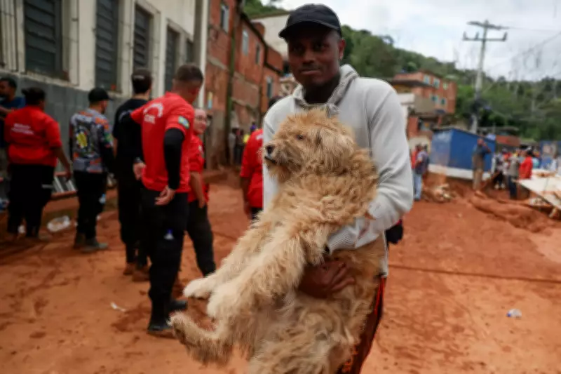 Bombeiros resgatam animais em meio a tragédia das chuvas em Juiz de Fora e Ubá