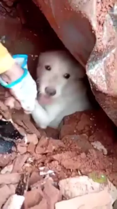 Bombeiros resgatam cão preso em escombros após temporal em Juiz de Fora (MG)