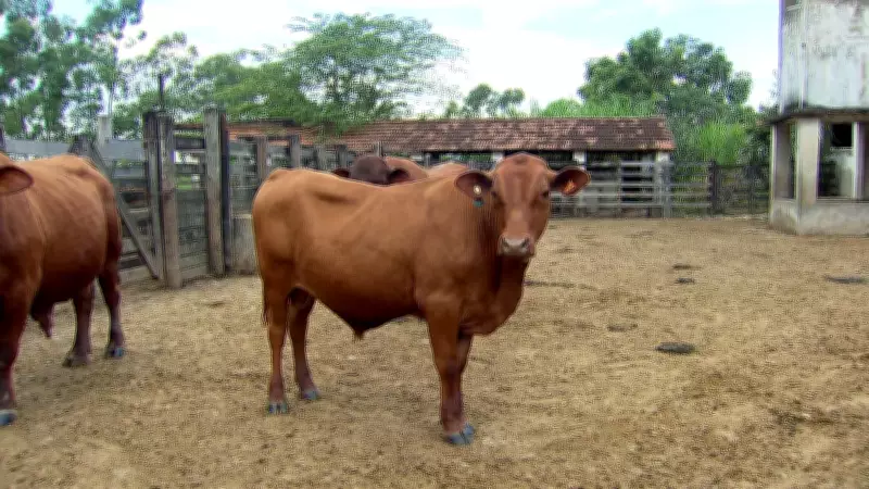 Brasil Alcança Recordes Históricos nas Exportações de Carne Bovina em 2026