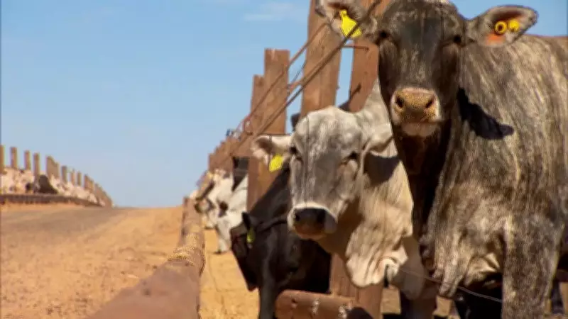 Brasil bate recordes históricos nas exportações de carne bovina para a China