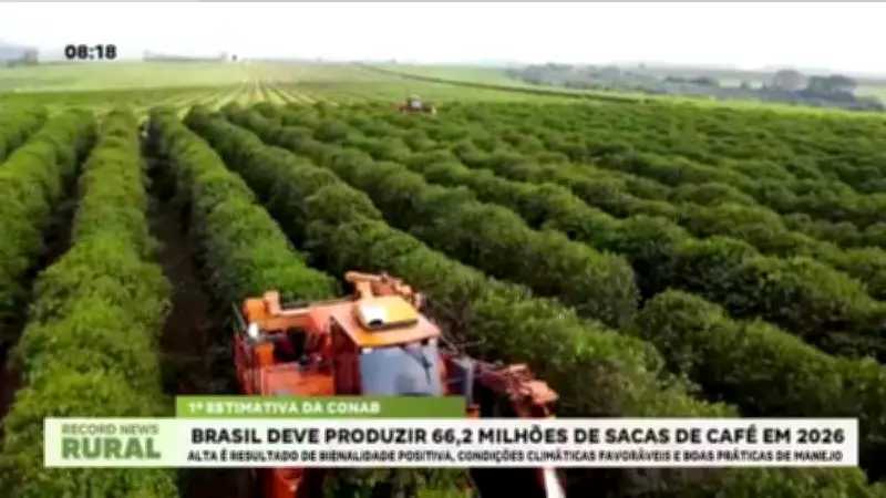 Brasil projeta safra recorde de café em 2026 com 66,2 milhões de sacas