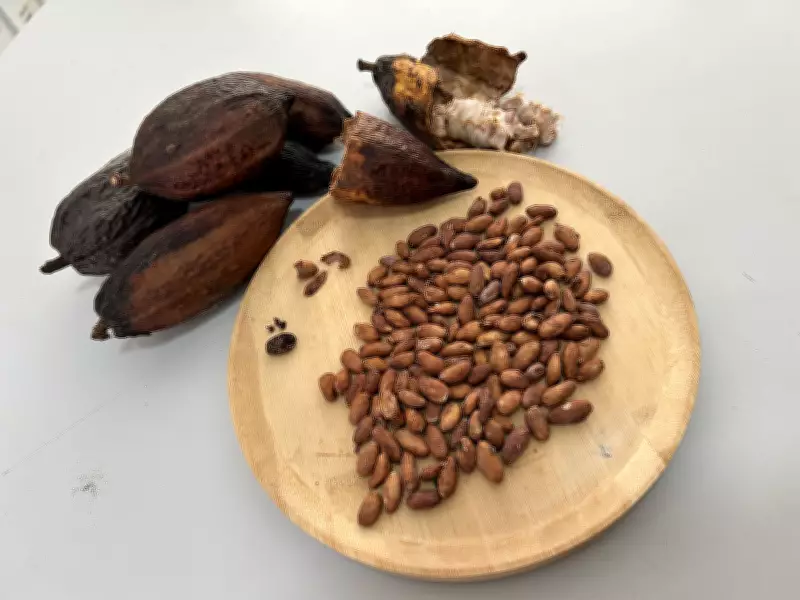 Brasil suspende importações de cacau da Costa do Marfim por risco fitossanitário