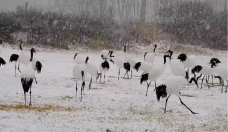 Brasileira no Japão revela 'canto' de aves livres em vídeo após 3 anos de registros