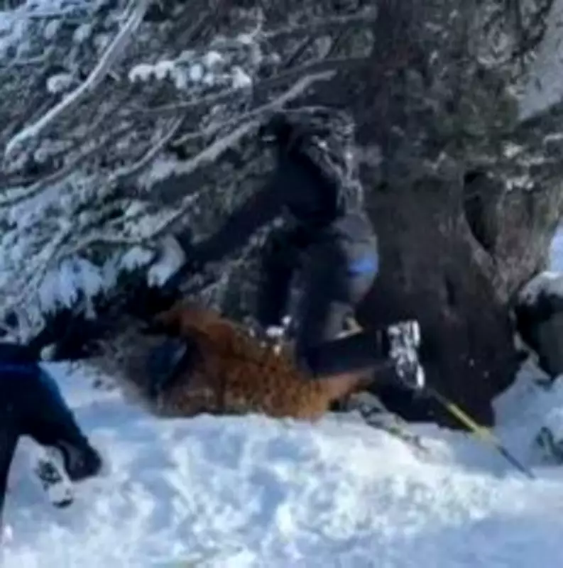 Brasileiro vestido de Chewbacca é espancado em estação de esqui na França