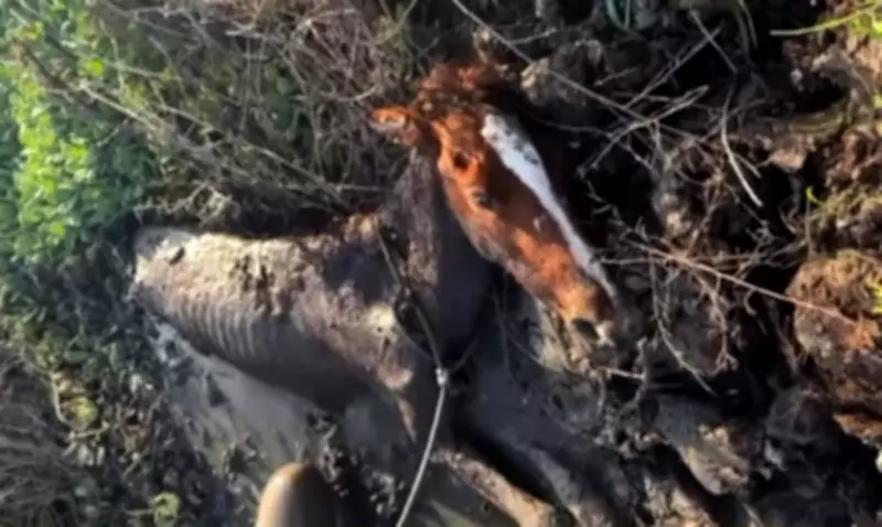 Bruna Marquezine denuncia morte de potra por maus-tratos em Fernando de Noronha