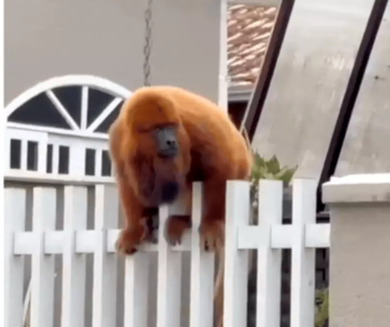 Bugio-vermelho reaparece em Jaraguá do Sul após sumiço durante epidemia de febre amarela