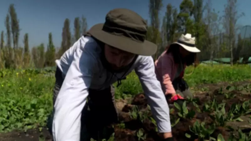 Cabelo humano é transformado em mantas para despoluir canais de Xochimilco no México